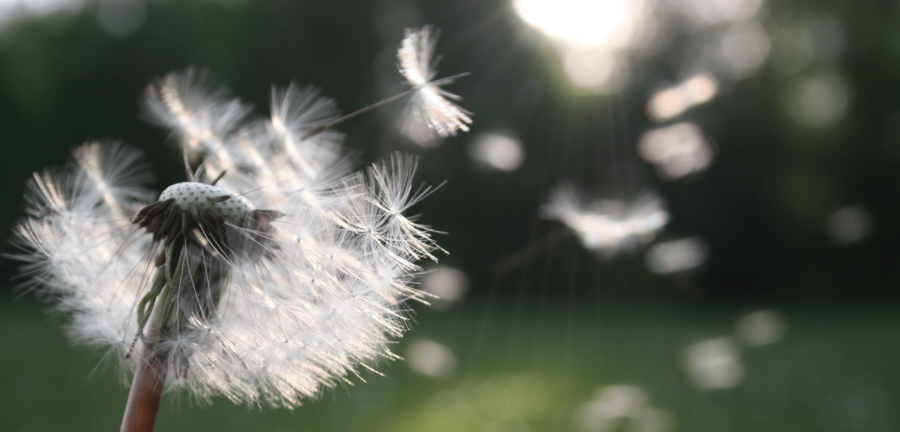 paardebloem in de ochtenddauw een enkele paardebloem glinsterend in de ochtenddauw staat symbool voor veerkracht en het vinden van schoonheid en zingeving in de alledaagse natuur